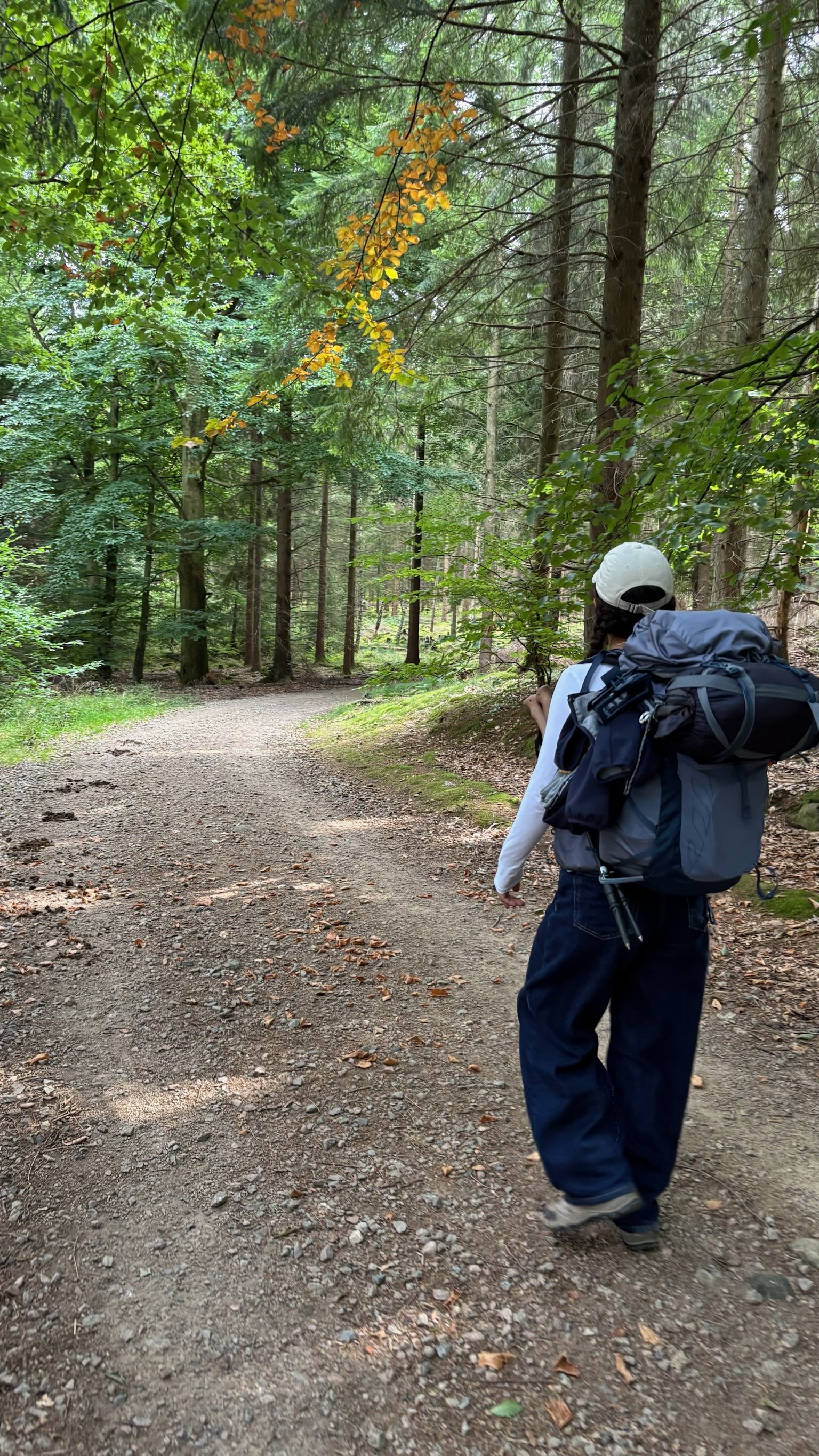 Forest walk