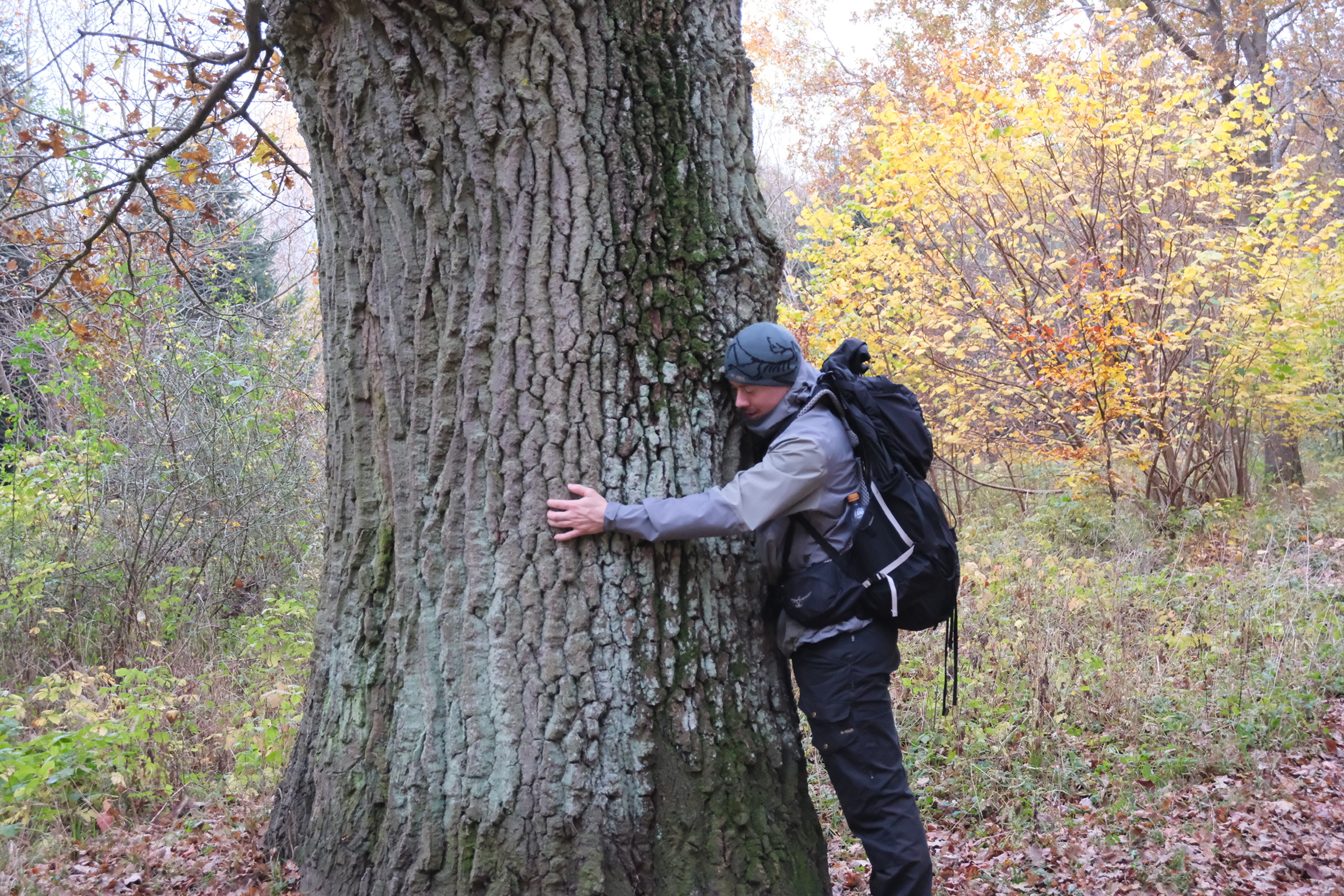 Tree hug